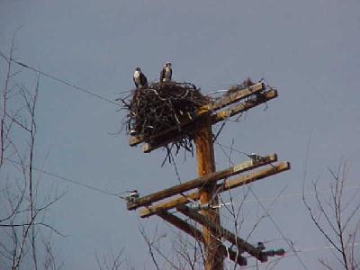 Osprey couple: 