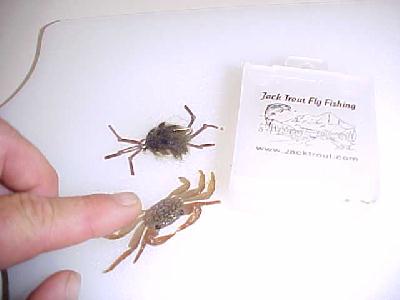 Crab pattern meet natural crab: 