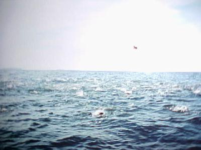 Ocean fish on the feed!: 