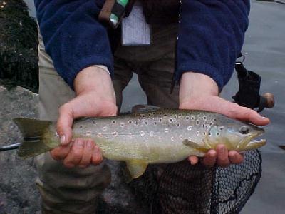 Brown Trout:
