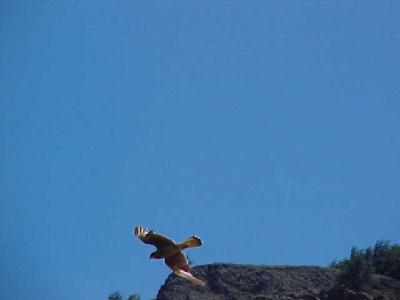 Peregrine Falcon: 
