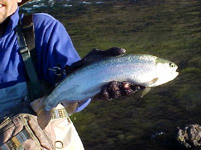 rio petrohue rainbows: 
