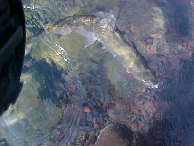 Petrohue under water shot: 