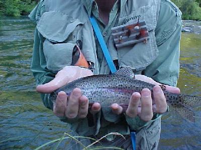 Pit river rainbow 2003: 