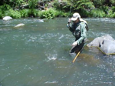 Pit river rod bent: 