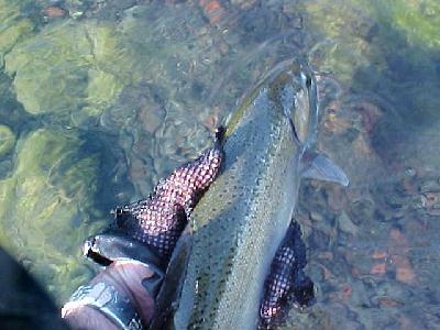 Petrohue 4 lb trout: 