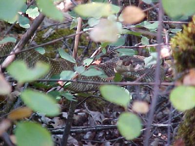 Rattle Snake Sept 2003 McCloud: