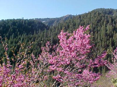 Red Bud Pit Canyon: 