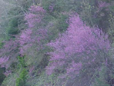 Redbud of Spring: 