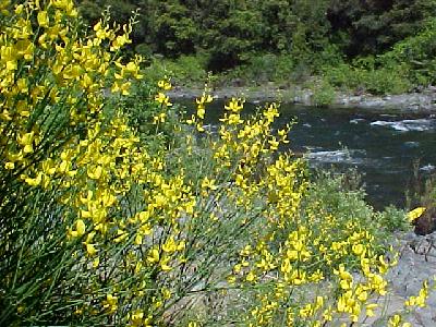 Scottish broom on the Upper Sac!: 