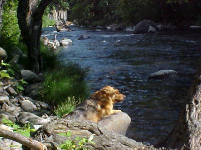 Shasta 2002 snoozin: 