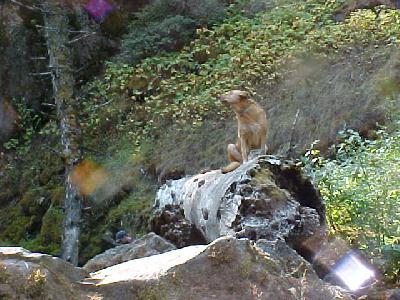 Shasta Staring at Middle Falls: 