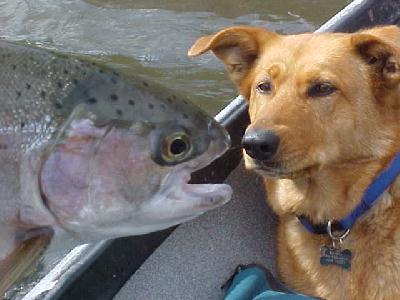 Shasta Trout and Mr Steelhead: 