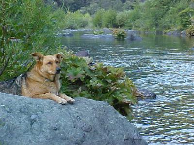 Shasta The Trout Dog!: 