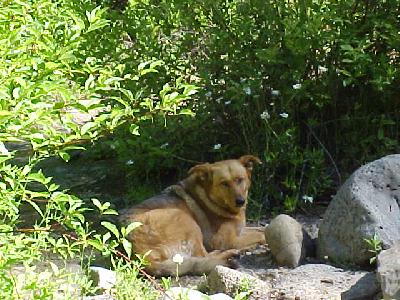 Shasta in the Shasta Daisy's: 