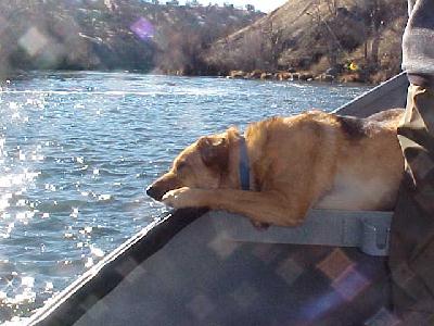 Shasta Lounging on the boat: 