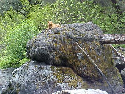 Shasta's Rock on the McCloud River: 
