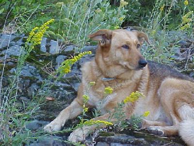 Shasta's best pose: 