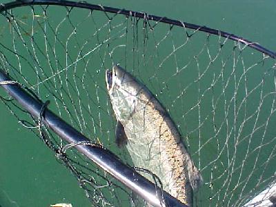 Smith River 2003 Stienstra and Ed Rice:
