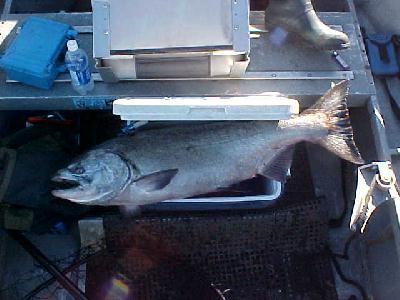 Smith River 2003 Salmon too big for the cooler: