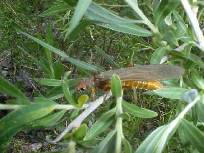 Stone flys are here!: 