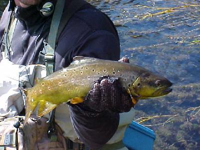 Spring Creek Brown Trout Up Close!: