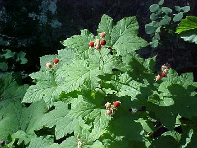 Thimble Berries on the Upper Mccloud: 
