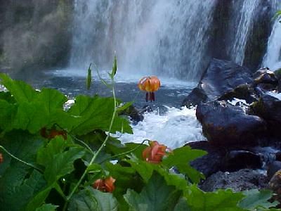 Tiger Lillies Middle Falls July 2003: 