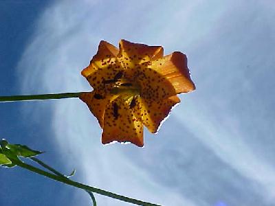 Tiger Lilly Sky Shot 2002: