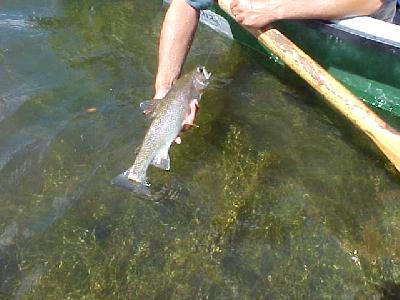 Trout in Hand!: 