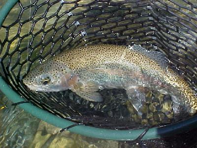 Trout in the net: 