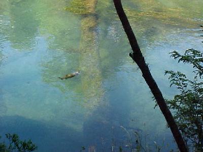 Trout in in Chilean Spring Creek: