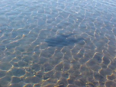 Trout under our noses: