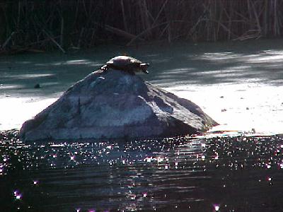 Turtle Run: 