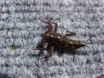 USAC CANYON Crawler Mayfly Nymph: 