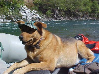 2003 Upper Sac Shasta Trout Dog: 