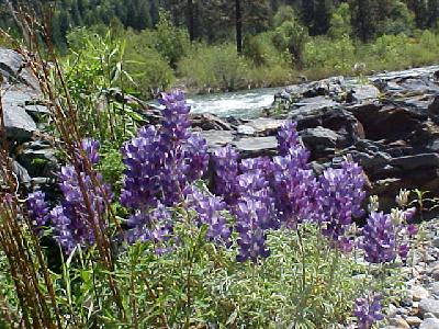 Upper Sac Silvery Lupin: 