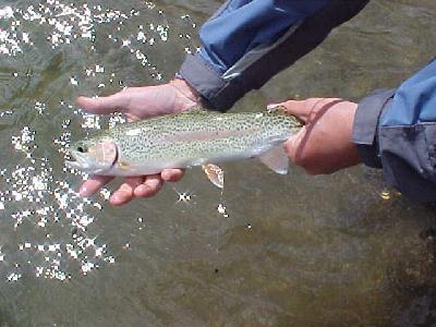 Upper Sac Trout: 