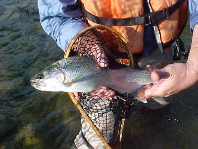 Nice trout 2003 Upper Sac: 