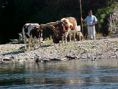 Rancher and his Ox: 
