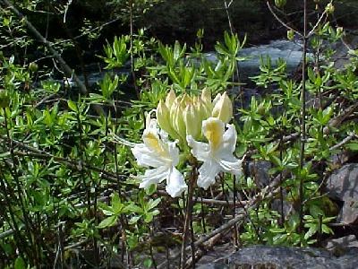 Wild Azelea: 