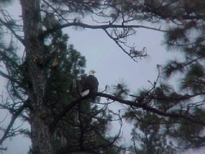 Upper Sac Bald Eagle April 2003: 