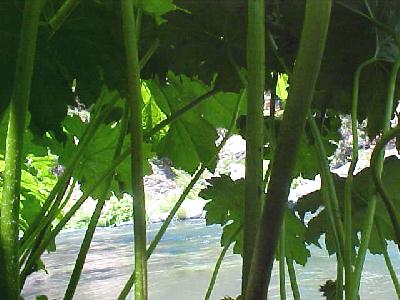 Elephant Ears 2003: 