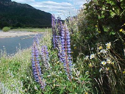 Lupins along the rio simpson: