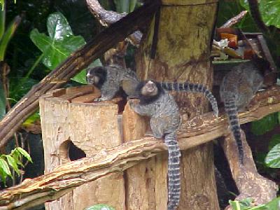 Monkies look like ratcoons: