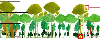 canopy layers: This is a picture of the layers of the   forest.