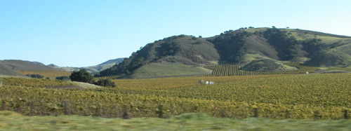 Wine Countryside: 