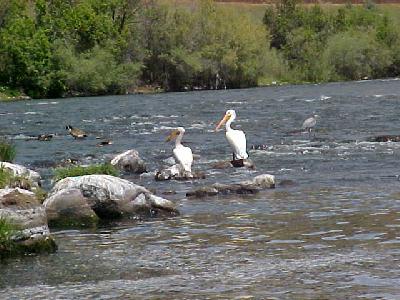 Birds of the Klamath: 