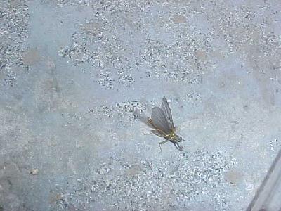 BWO Klamath: 