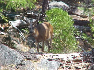 Deer on creek: